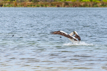 Pelicans at Lake Richmond is an important ecosystem for thrombolites and waterbirds.