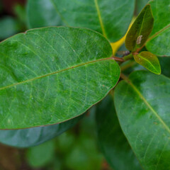 green leaf with drops