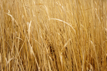 Dry grass background