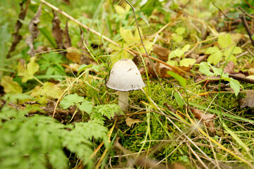 Mosquitoes under a fungus - grebes