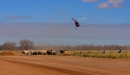 Fototapeta na wymiar Cattle being mustered with helicopter and motorbikes in Central Queensland, Australia.