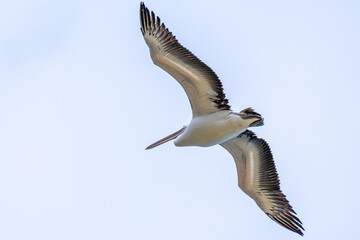 Pelicans at Lake Richmond is an important ecosystem for thrombolites and waterbirds.