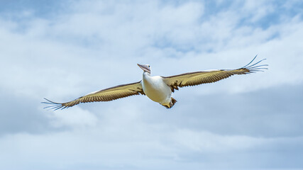 Pelicans at Lake Richmond is an important ecosystem for thrombolites and waterbirds.