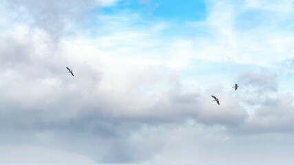 Pelicans at Lake Richmond is an important ecosystem for thrombolites and waterbirds.