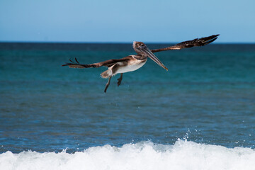 Pelicano costarricense.