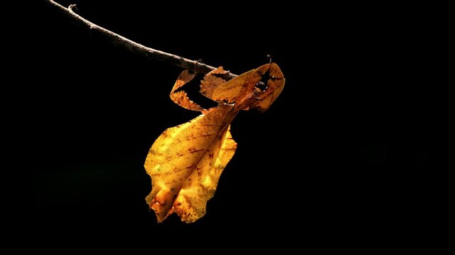 Javanese Leaf Insect, Phyllium pulchrifolium, Female, Yellow Form, 4K Footage; shaking its body with the wind to pretend to the leaf of the twig under the afternoon sun, lovely dark background.
