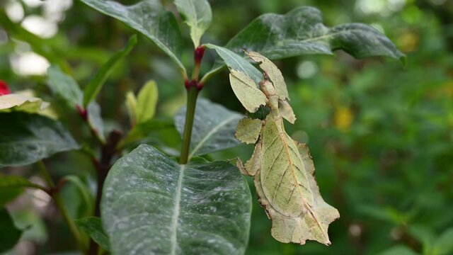 Javanese Leaf Insect, Phyllium pulchrifolium, Female, Yellow Form, 4K Footage; pretending also to be a part of the plant as seen in a forest while moving gently with the soft wind.