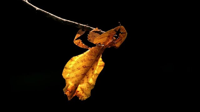 Javanese Leaf Insect, Phyllium pulchrifolium, Female, Yellow Form, 4K Footage; basking under the afternoon sun while moving with the forest wind as it is zoomed out, beautiful black background.