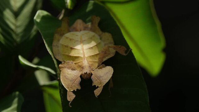 Javanese Leaf Insect, Phyllium pulchrifolium, Female, Yellow Form, 4K Footage; moving its body gently while on a leaf as it hides away from the harsh afternoon sun in a foliage in the forest.