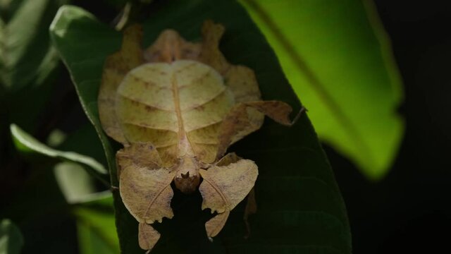 Javanese Leaf Insect, Phyllium pulchrifolium, Female, Yellow Form, 4K Footage; seen within shade of foliage hiding from the afternoon sun as it is being zoomed out.
