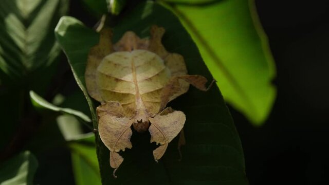Javanese Leaf Insect, Phyllium pulchrifolium, Female, Yellow Form, 4K Footage; body moves as the light goes darker, an Ant silhouette moves to the right then back to the left on a light green leaf.