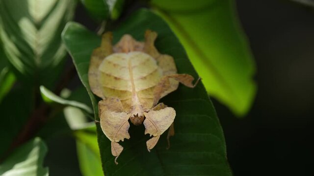 Javanese Leaf Insect, Phyllium pulchrifolium, Female, Yellow Form, 4K Footage; motionless on a leaf as seen hiding away from the hot afternoon sun, insect silhouettes move about at the background.