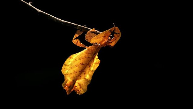 Javanese Leaf Insect, Phyllium pulchrifolium, Female, Yellow Form, 4K Footage; shaking its body after feeling some air to pretend to mimic a leaf of the twig, afternoon sun, dark background.