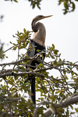 Anhinga Perched in a Tree at Indian River Side Park in Stuart Florida