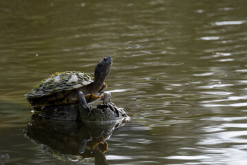 Fototapeta premium Pond Slider Turtle basking in the sun on top of a rock in a pond at Indian River Side Park in Stuart Florida
