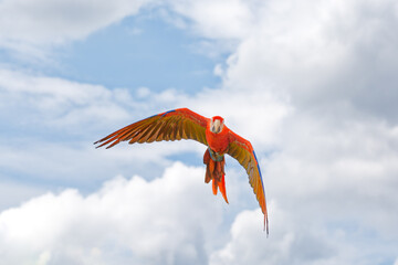 Ara Rouge en vol, oiseau majestueux et isolé © VincentBesse 