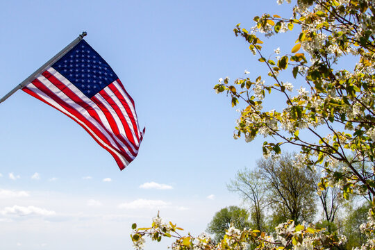 American Flag In The Spring. Sunshine On The American Flag With Spring Blossoms On A Flowering Dogwood Tree.