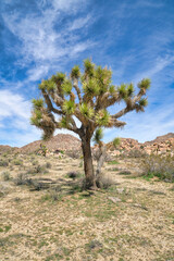Fototapeta premium Lush Joshua tree plant at Joshua Tree National Park in sunny California desert