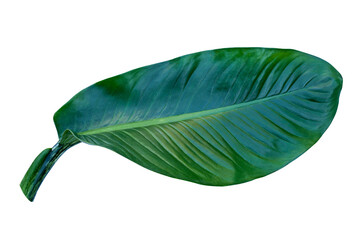 green tropical leaves isolated on white background with clipping path for design elements, fresh green leaves