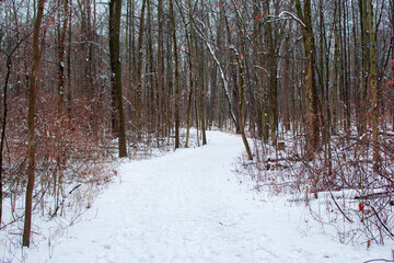 Hiking path in woods after a fresh coat of snow.