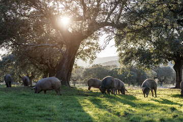 Iberian pigs eating in the middle of nature - 402933551