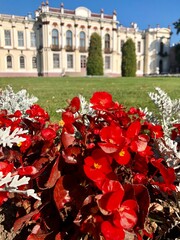 rose garden country