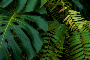 closeup nature view of green leaf background and dark tone