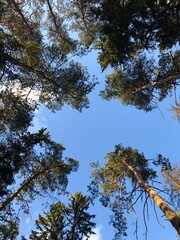 trees and sky