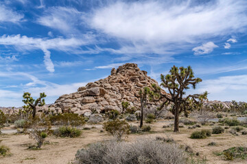 Joshua Tree California desert view with Joshua trees and amazing rock mountain