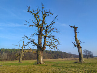 Dry oaks in Rogalin landscape park in Wielkopolska region, central Poland