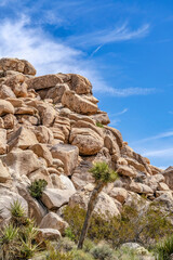 Rock mountain formation and lush Joshua trees at sunny Joahua Tree California