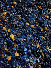 autumn leaves background