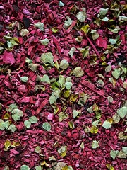 red leaves background