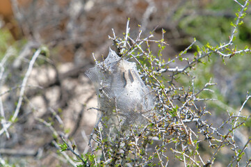Caterpillars with silk tent built on a host plant at Joshua Tree National Park