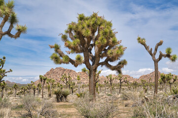 Joshua trees and mountain of rocks at Joshua Tree National Park in California