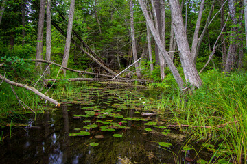 Obraz premium Ancient Forest Landscape. Cedar trees line a remote swamp wetlands with lily pads and lotus flowers floating on the surface of the water in Hartwick Pines State Park near Grayling, Michigan.