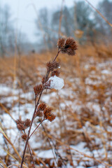 Foliage, leaves, and weeds shown in a fresh snow. The brown, green, and yellow plants shine through the bright white snowfall.