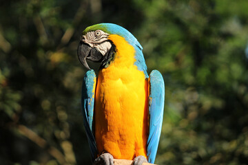 blue and yellow macaw