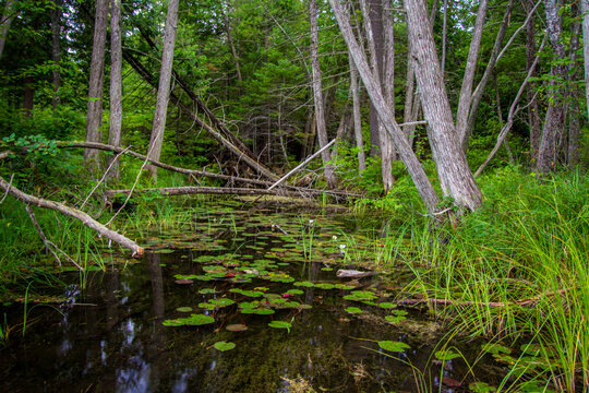 Ancient Forest Landscape. Cedar trees line a remote swamp wetlands with lily pads and lotus flowers floating on the surface of the water in Hartwick Pines State Park near Grayling, Michigan.