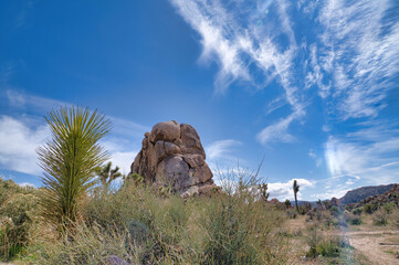 Joshua trees and huge rock desert mountain at Joshua Tree National Park