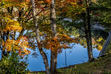 紅葉と池の水に写った森の木