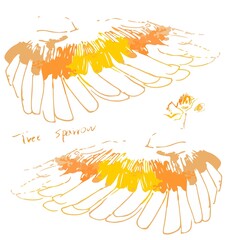 Sparrow's orange wings
