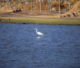 A white heron stands in the pond amid reeds.