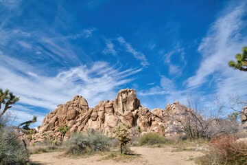Fototapeta premium Joshua trees shrubs and giant rocks at Joshua Tree National Park in California