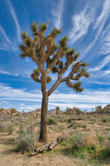 Fototapeta na wymiar Tall grown Joshu tree at Joshua Tree National Park against blue sky and clouds