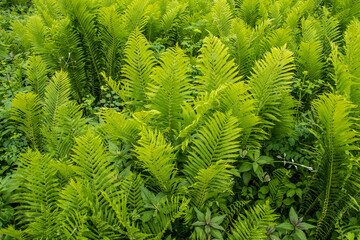 Large group of ostrich fern growing in the wild.