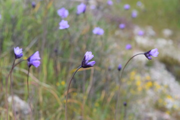 flowers in the meadow