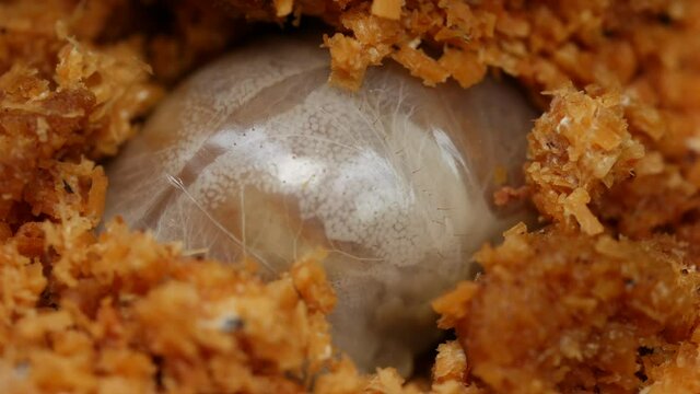 Beetle's larvae digging under coconut flakes or soil.