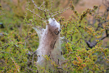 Naklejka na ściany i meble Insects with white silk nests built on shrubs at Joshua Tree National Park