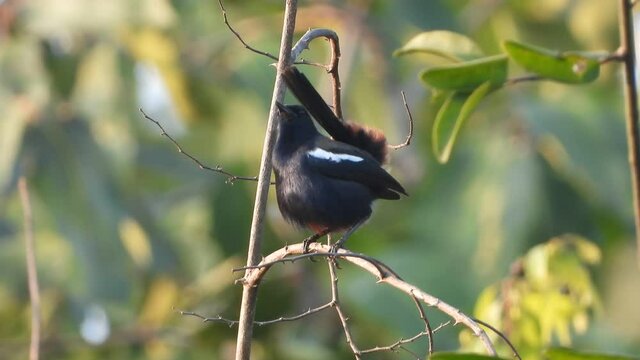 Black Robin Rocking